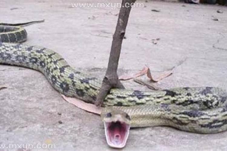 梦见蛇被别人打死是什么兆头？