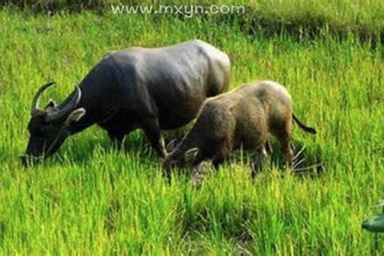 梦见牛吃草是什么意思周公解梦？