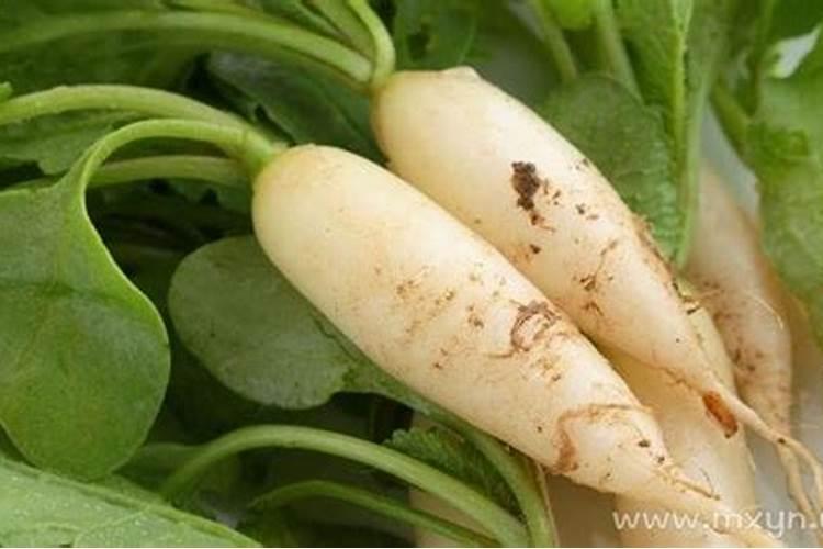 梦见种萝卜是什么意思？