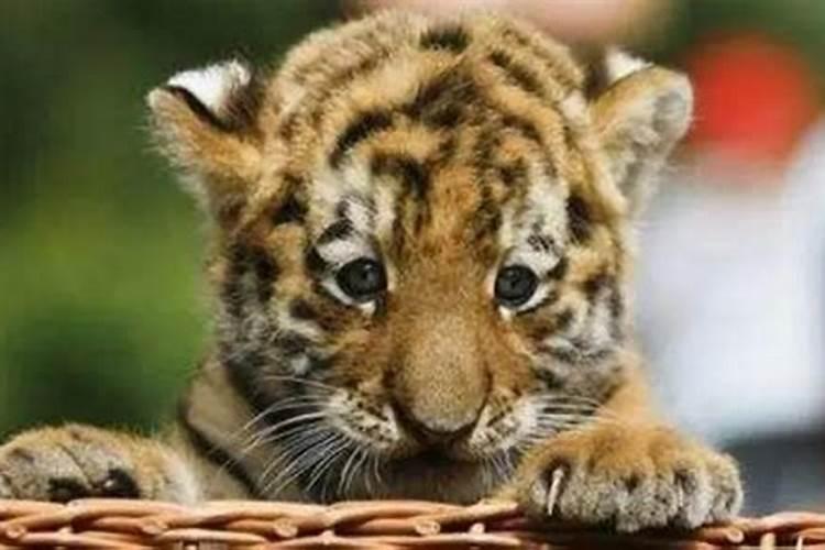 虎年最旺男孩名字霸气