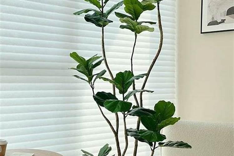 家里养什么植物遇贵人多？