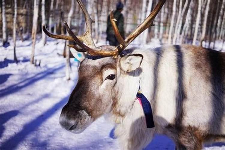 正月初二去哪里玩在上海？