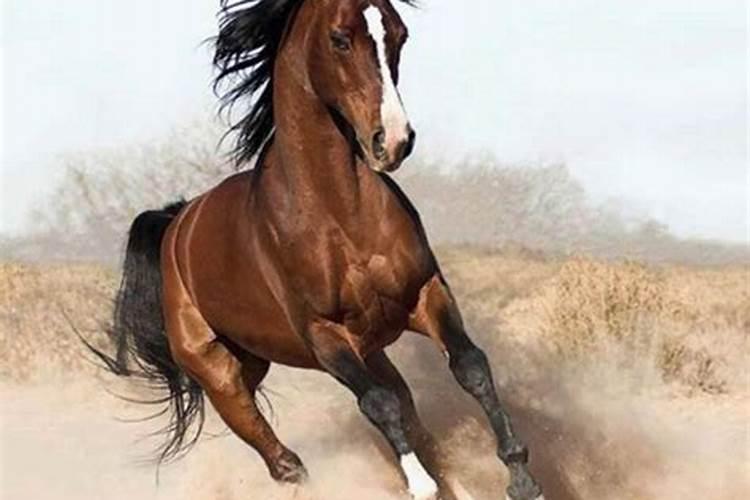 梦见马在天上飞奔周公解梦