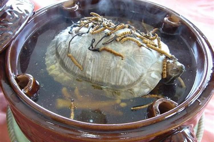梦见炖乌龟汤乌龟死后复活