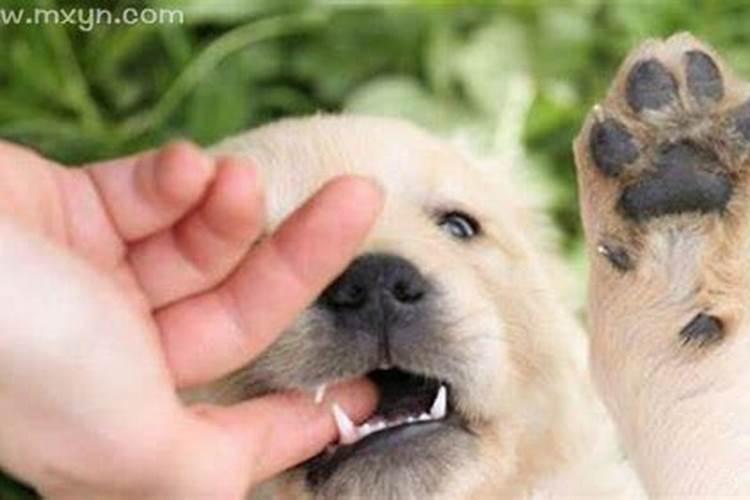 梦见狗咬手还出血是什么意思？