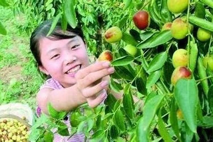 梦见吃枣什么意思摘枣是什么意思？