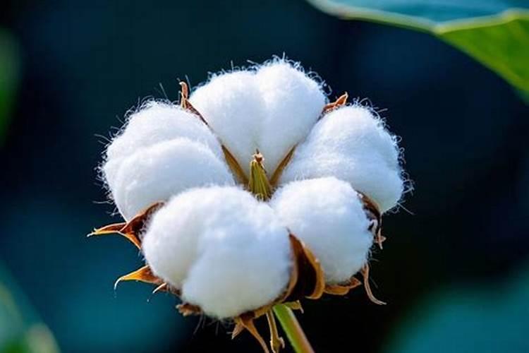 夏至不拿棉是什么意思？