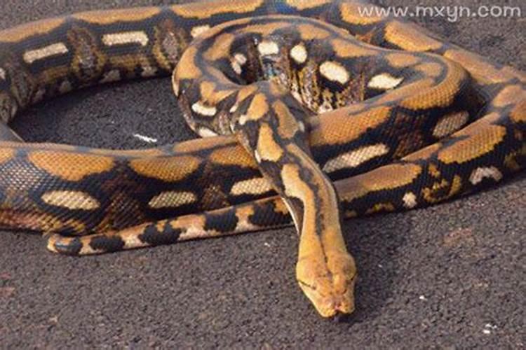 梦见巨蟒追我和老公成功逃跑躲藏