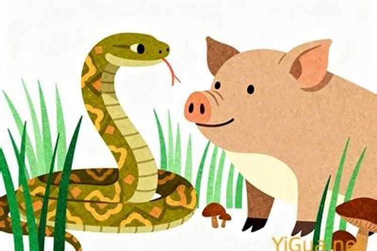 属蛇和属猪八字合吗？