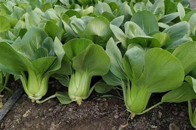 立秋后几月份种青菜好？