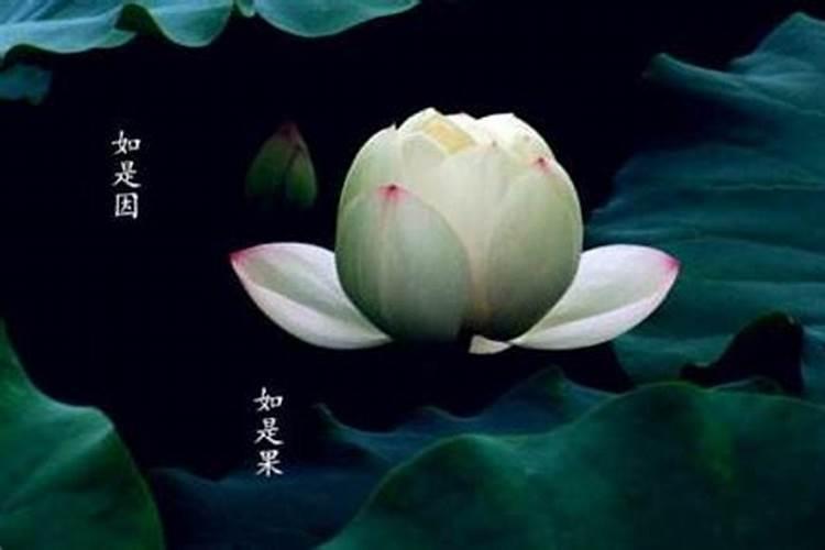 怀孕了后来胎停怎么还阴债？