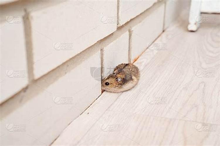 梦到老鼠在屋里乱跑