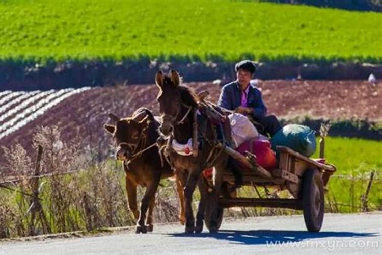 梦见骑着马车是什么意思？