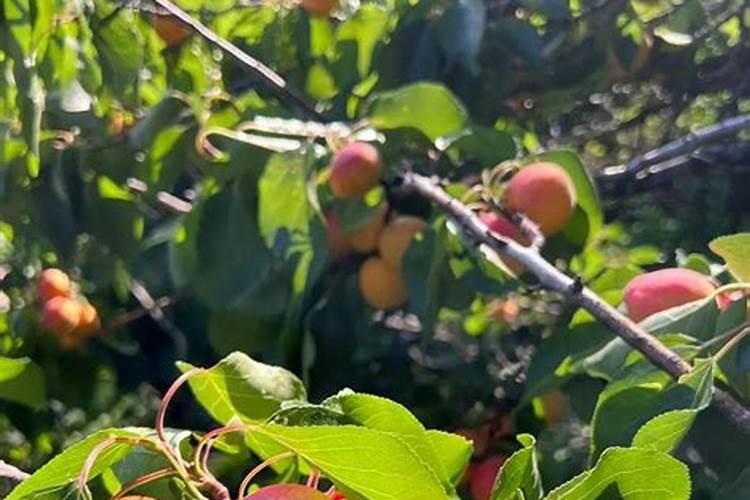 梦见成熟的杏子是什么意思？