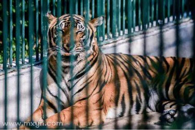 梦见好几只老虎什么预兆周公解梦？