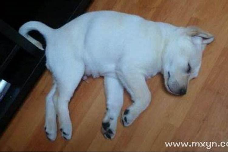 梦见狗死了什么征兆周公解梦？