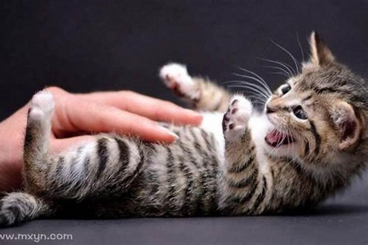 梦见猫咬自己是什么征兆呢？