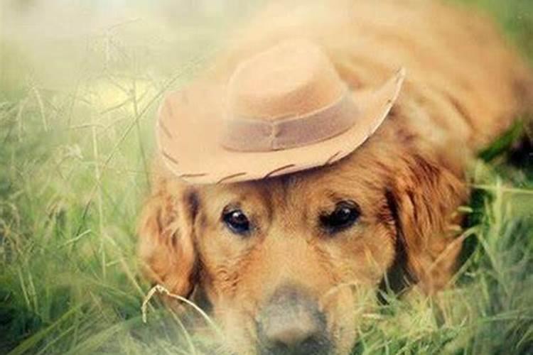 梦见狗说话什么意思？