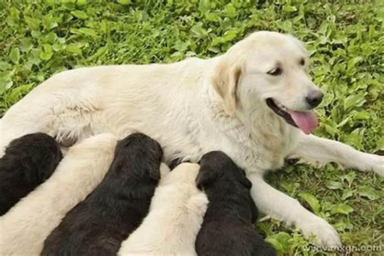 梦到狗怀孕预示着什么预兆？