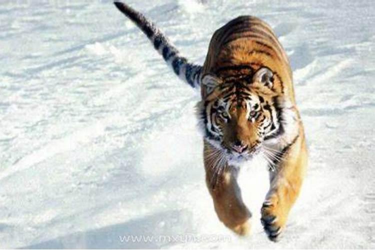 梦见老虎追赶自己是什么预兆？