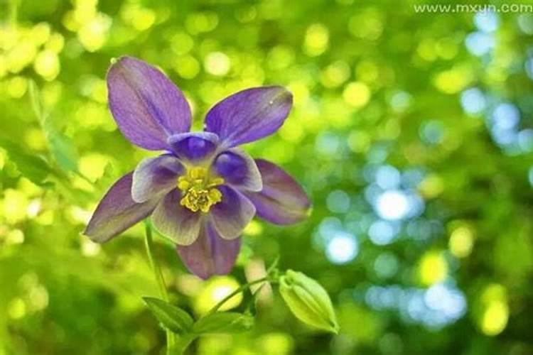 梦见老公和别的女人有了孩子