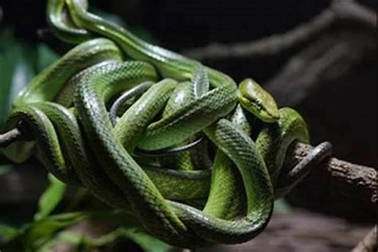 别人梦见我被蟒蛇缠住