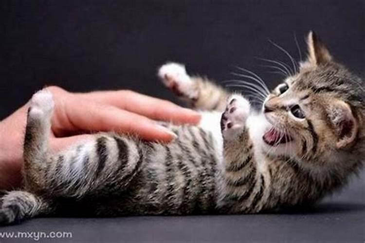 梦到猫咬自己手不松口