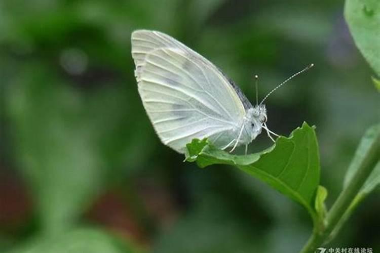 白蝴蝶是什么预兆？