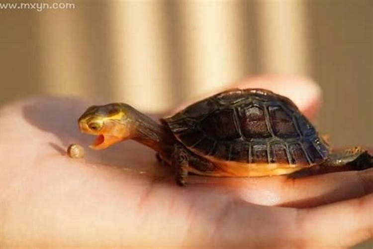 梦见千年乌龟是什么意思呢？