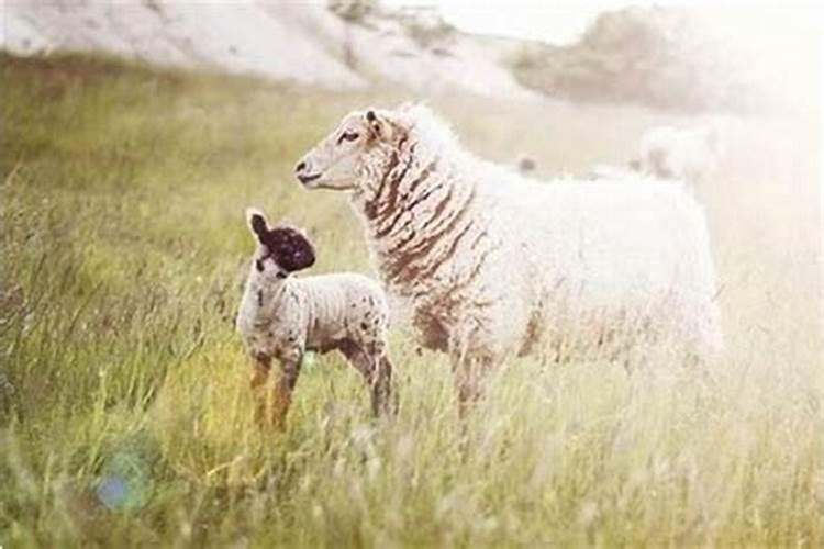 男兔和女羊的八字合吗？