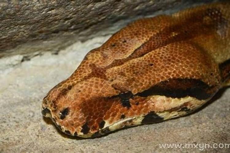 梦见蟒蛇吃别人代表什么意思？