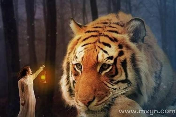 梦见老虎追我咬我是什么预兆？