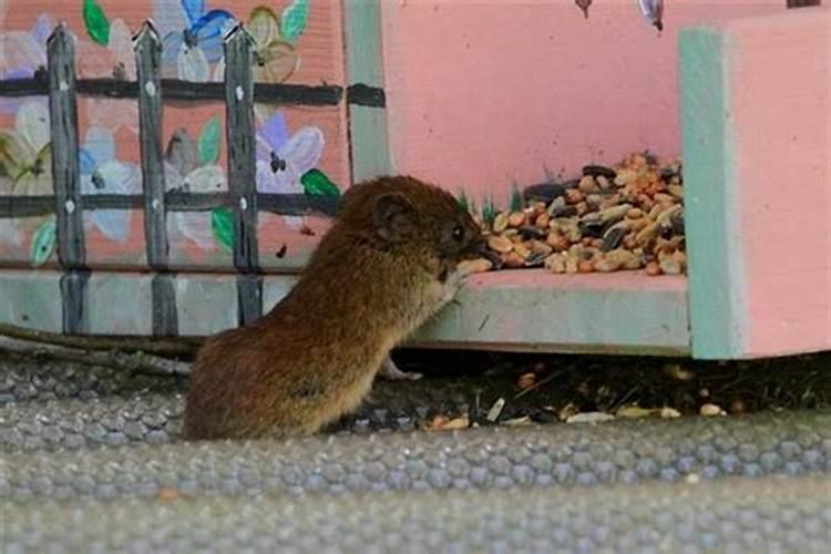 梦见家里有老鼠是怎么回事啊？