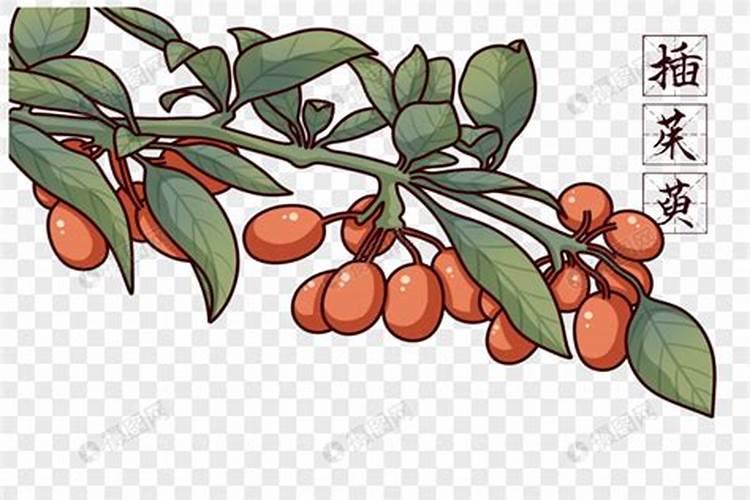 重阳节习俗插茱萸