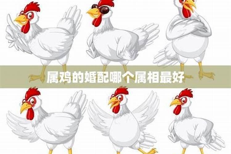 属鸡婚配哪些属相最好？