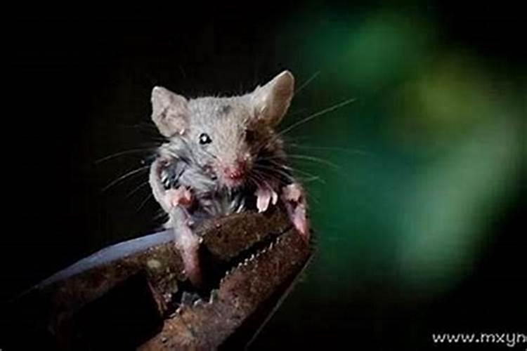 梦见老鼠咬我的裤脚啥意思？