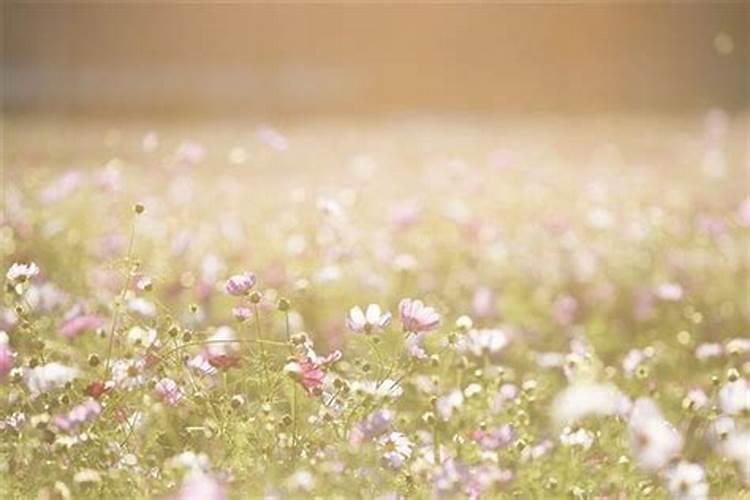 梦见很多花是什么意思？