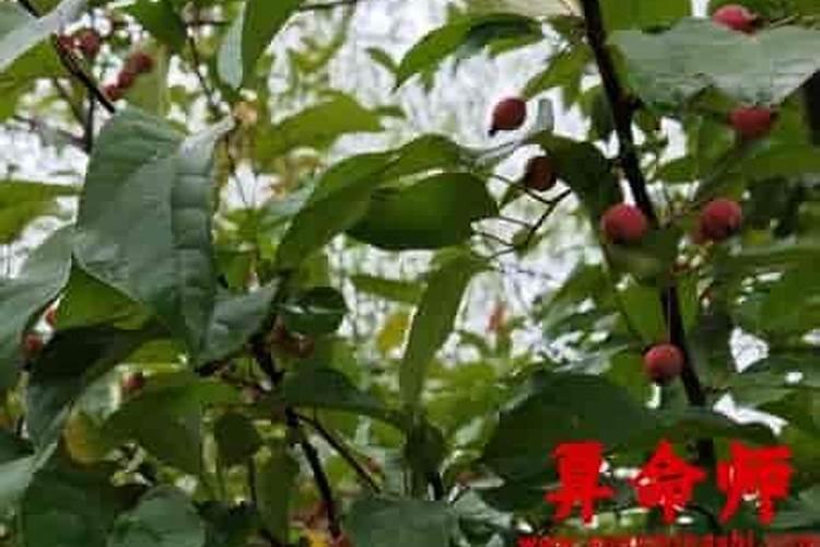 算命中有哪几种运势？