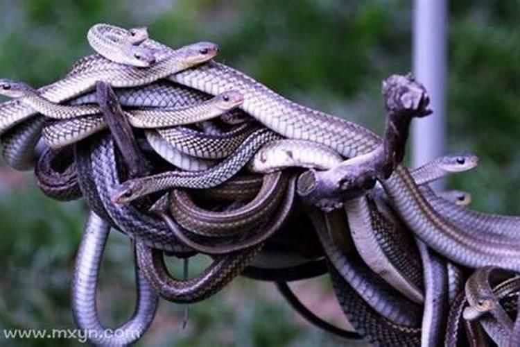 梦见很多蛇在自己周围？