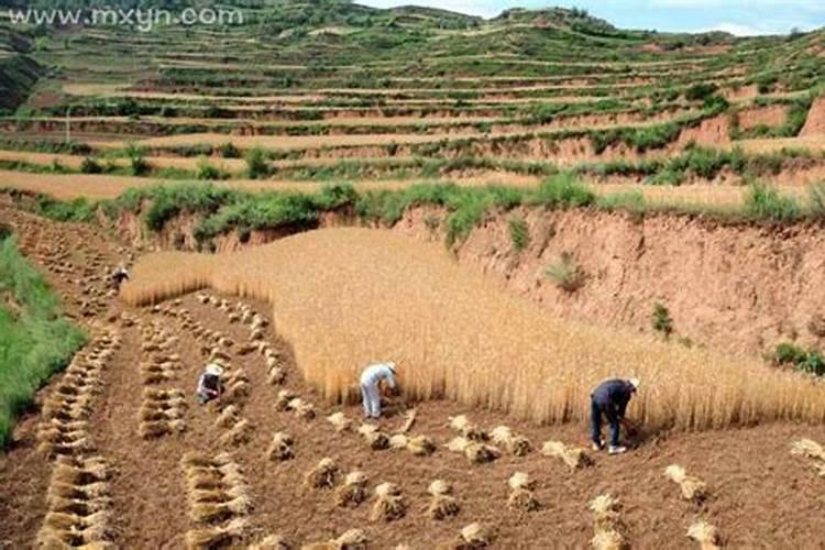 梦见割麦子是什么意思？