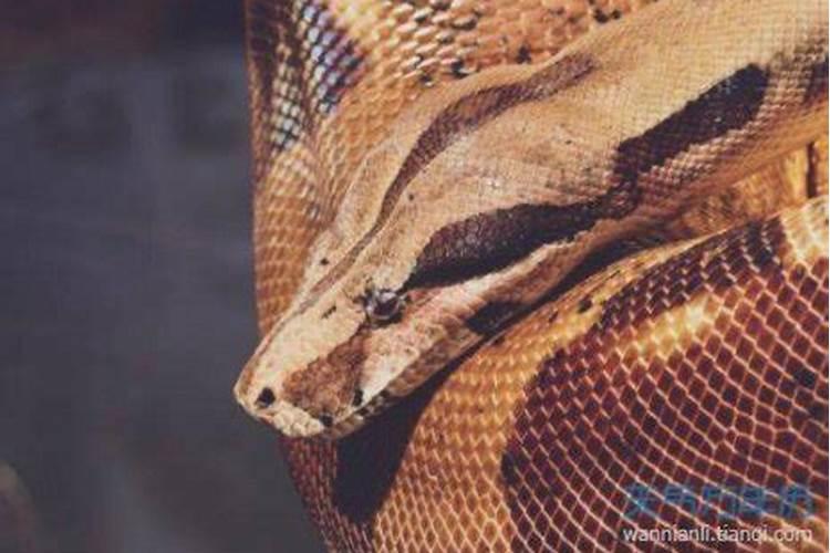 梦见大蛇是什么预兆男人女人？