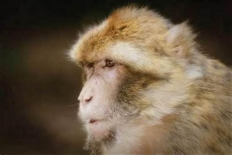 属猴今年是不是犯太岁？