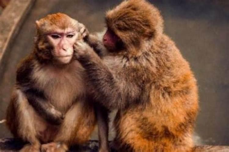 属相婚配狗和猴能相配吗？