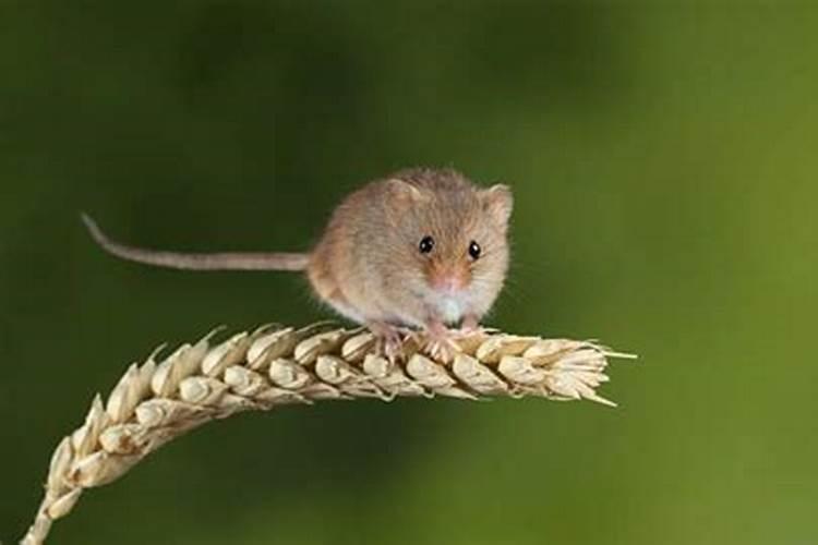 男狗女鼠合婚好吗？