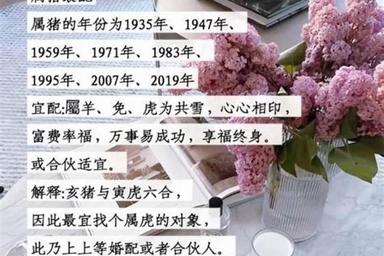 男属年女属猪合婚吗？