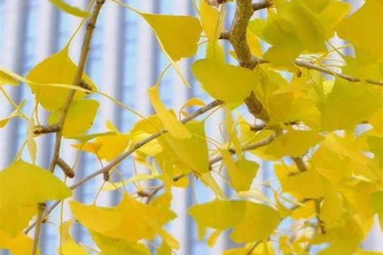 连续两天梦到同一个人死是为什么？