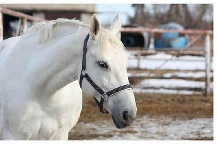 青牛白马合婚吗？