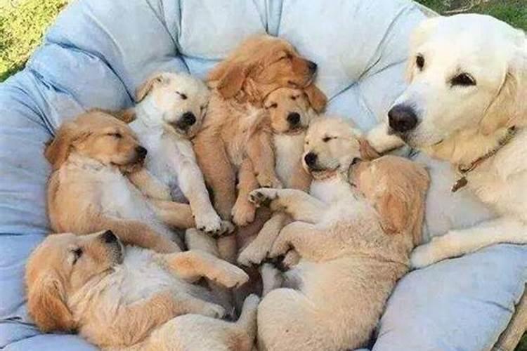 梦见狗小狗是什么意思？