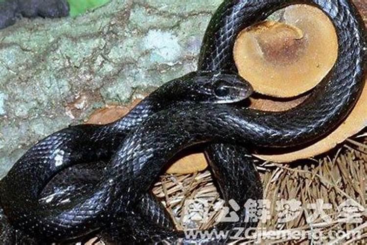 孕妇梦到黑蛇是什么意思？