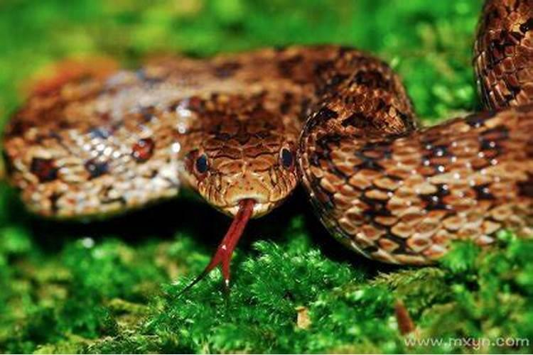 梦见蛇要咬我脚是什么意思？